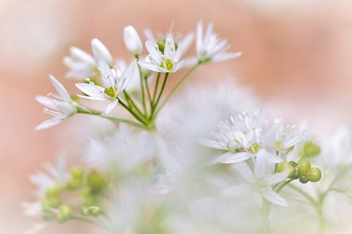 Daslook (allium ursinum) in een pastelkleurig beeld