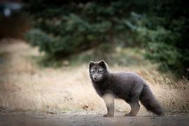 Poolvos van Riana Kooij