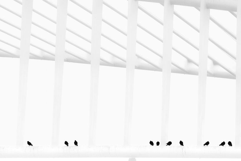 all birds in a row by Renske van der Leij