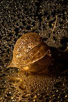 The lantern in the "golden" drops