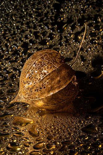 Goud: Het lampionnetje tussen de gouden druppels