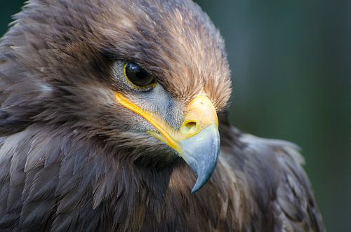 Portret van een buizerd