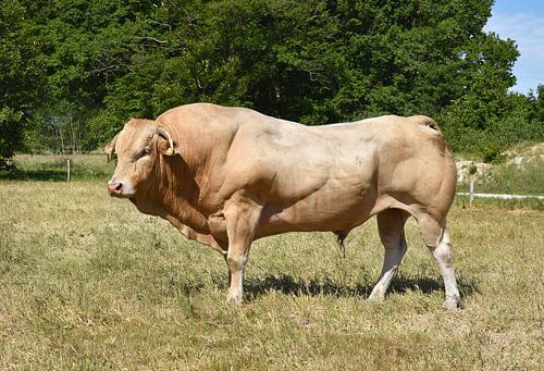 Blonde d'Aquitaine taureau reproducteur Nelson