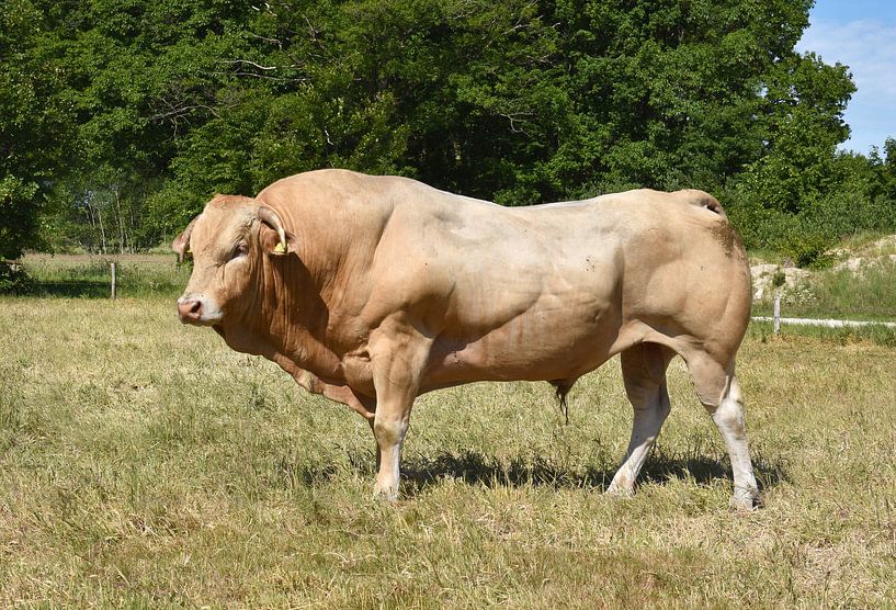 Blonde d'Aquitaine breeding bull Nelson by Michiel van der Velden