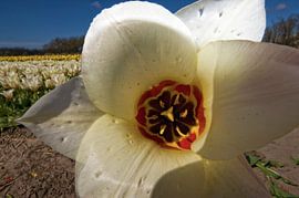 Bloembollenvelden in de bollenstreek by foto-fantasie foto-fantasie
