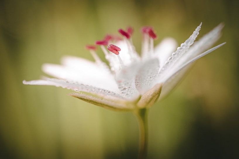 Bloemendetails van Jan