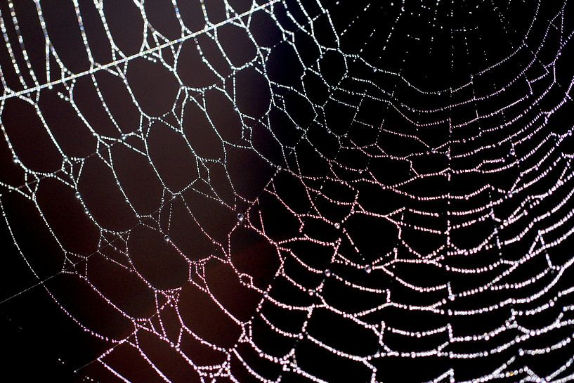 artwork spider... kunst van de spin van Els Fonteine