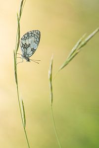 Dambordje in het gras