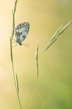 Dambordje in het gras van Elles Rijsdijk