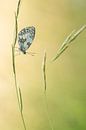 Dambordje in het gras by Elles Rijsdijk thumbnail