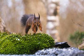 Hier komme ich von Joke Beers-Blom