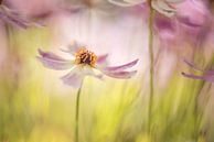 Centre of attention by Christl Deckx thumbnail