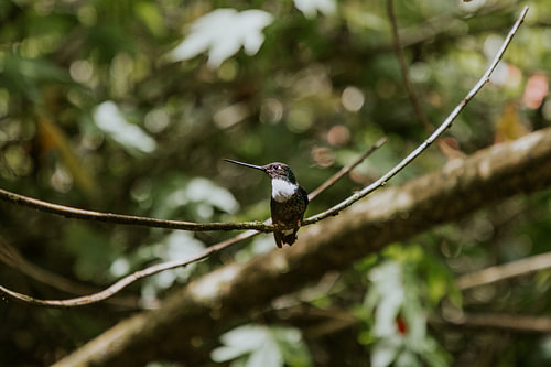 Hummingbird sits on a branch, in the Jungle of Cocora Valley, Colombia