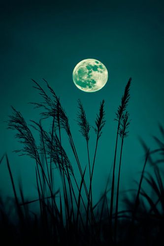 Clair de lune sur l'herbe