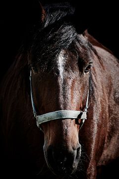 Horse head and black background by Thomas Marx