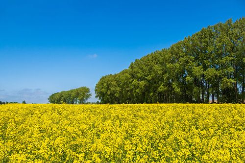 Koolzaadveld met bomen en blauwe lucht bij Parkentin
