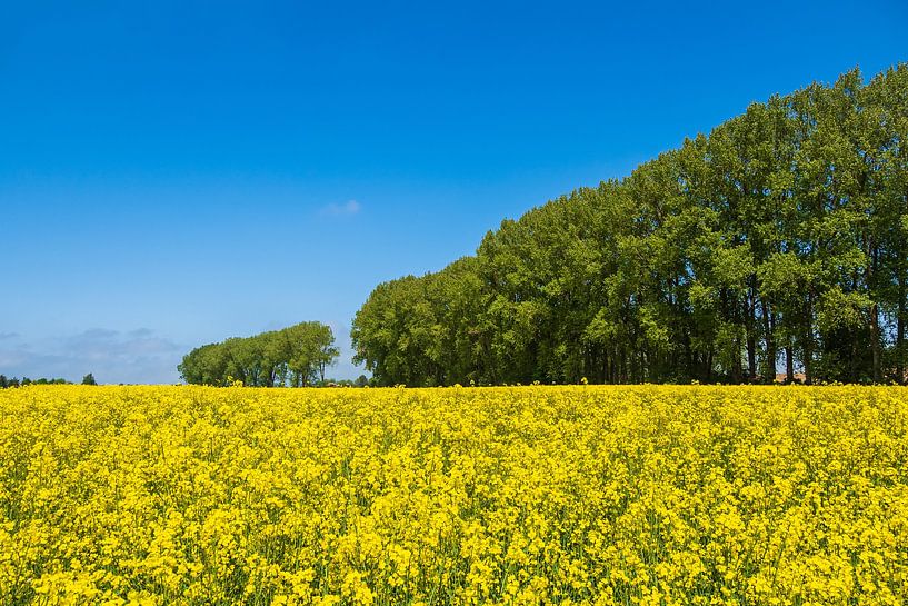 Rape field with trees and blue sky near Parkentin by Rico Ködder