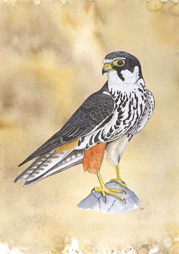 Tree falcon