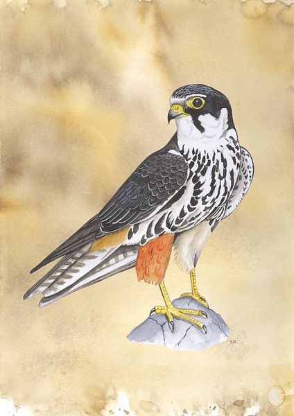 Tree falcon by Jasper de Ruiter