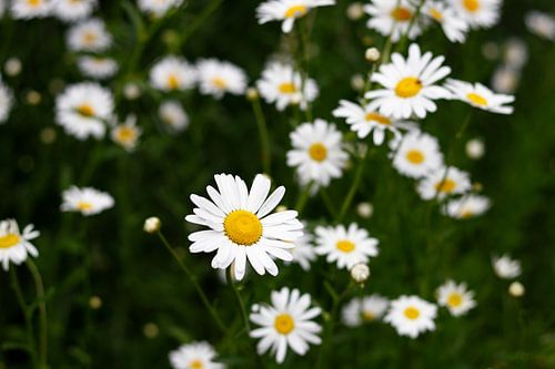 Gänseblümchen auf dem Feld