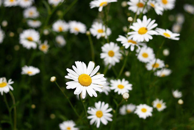 Gänseblümchen auf dem Feld von TOUCH Fotografie