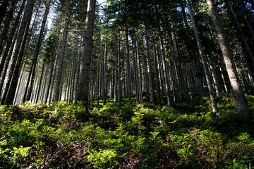 Coniferous forest on a sunny morning by David Esser