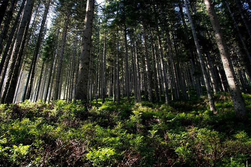 Forêt de conifères par un matin ensoleillé par David Esser