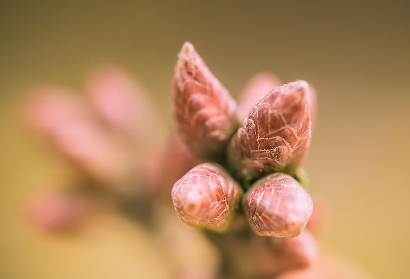 Spring is coming by Jorrit Eijgensteijn