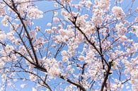 Sakura, Japanese Cherry Blossom par WvH Aperçu