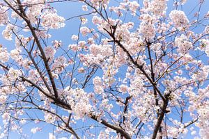 Sakura, Japanese Cherry Blossom by WvH