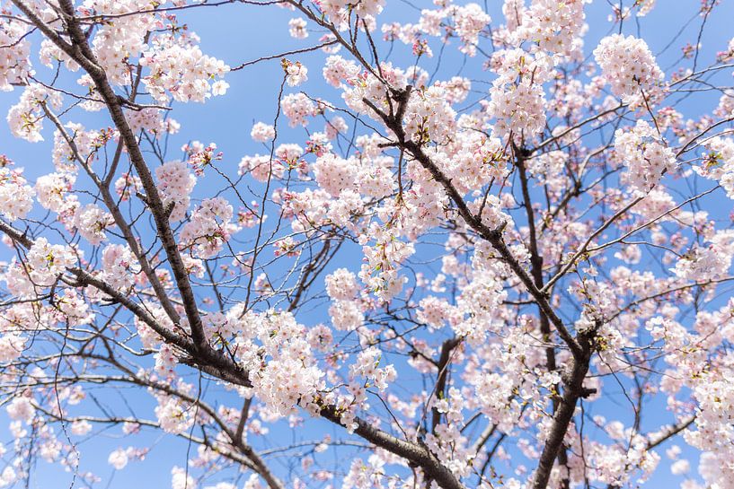 Sakura, Japanese Cherry Blossom par WvH