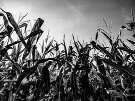Schwarz-Weiß-Landschaftsfotografie