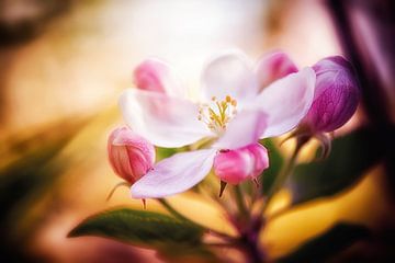 Apple blossoms in spring light