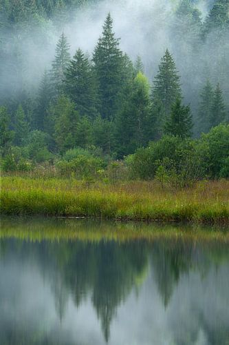 Mist tussen de bomen aan een meer in de Franse Jura.