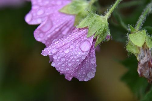 Een wilde paarse bloem in de tuin