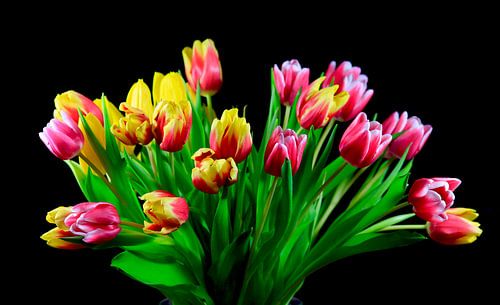 Picturesque tulips