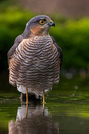 Homme épervier dans un étang de forêt sur Rando Kromkamp Natuurfotograaf