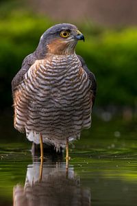 Sperbermann im Waldteich