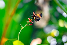 Getting some rest by Jeffrey Gorissen - JEGO Photography