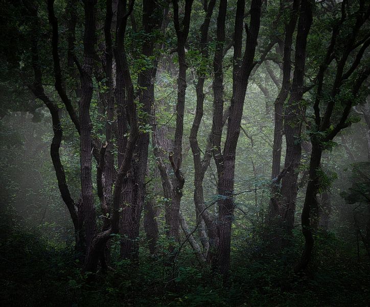 Ancient oak trees in the PWN Dune Reserve near Bergen #2 by peterheinspictures