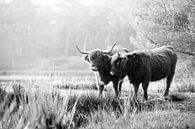 Twee Schotse Hooglanders in het bos van Evelien Oerlemans thumbnail