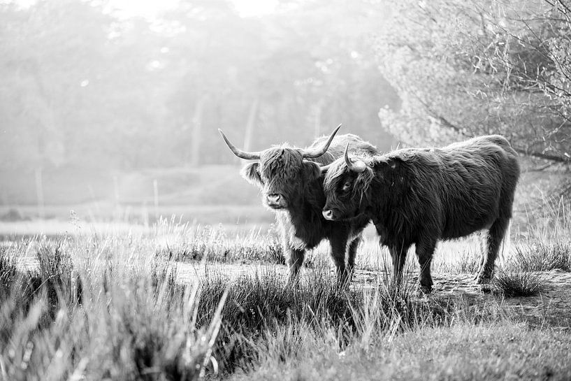 Twee Schotse Hooglanders in het bos van Evelien Oerlemans