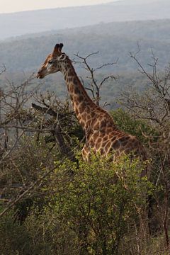 Giraffe in de natuur van Sabine de Klerk