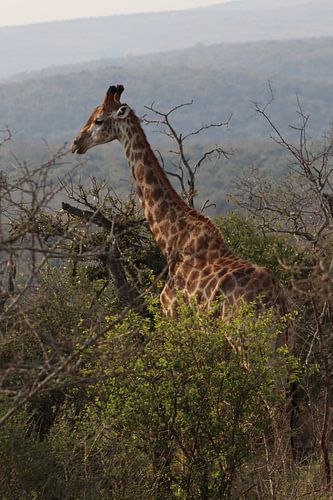 Giraffe in the wild