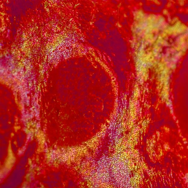 The Red Planet van Wim Lanphen