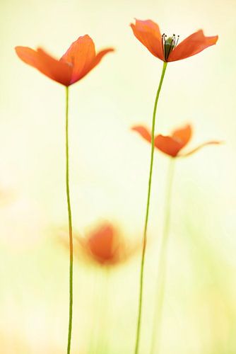 Poppies, variation on a theme 3