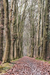 moosbewachsene Allee