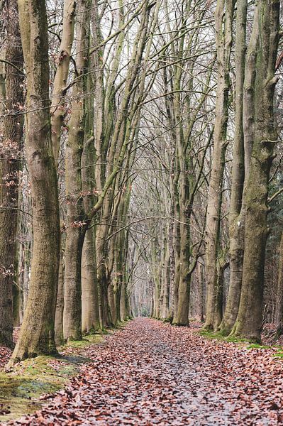 mossy avenue by Tania Perneel