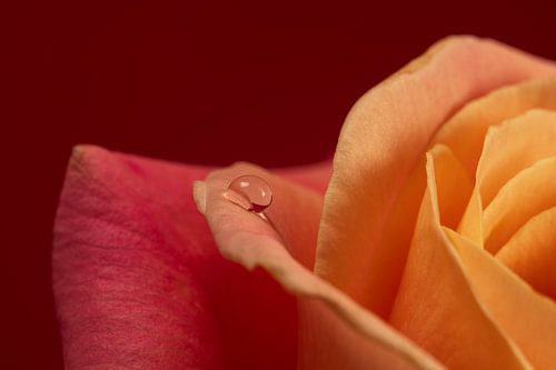 Naturschmuck – Nahaufnahme einer rosa-roten Rose mit Wassertropfen von Marjolijn van den Berg