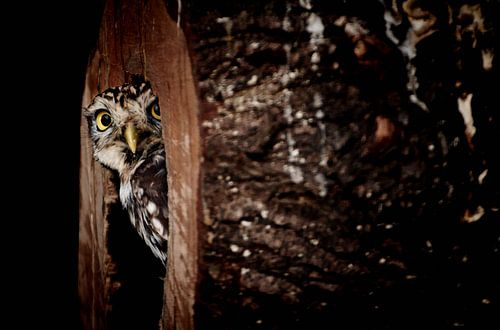 Chouette chevêche dans une cavité d'arbre